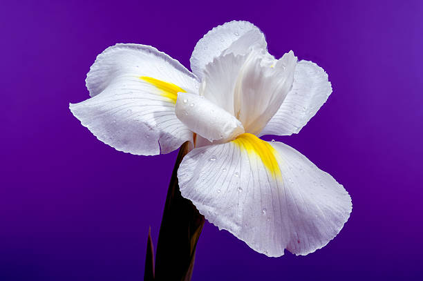 istock White Iris Hollandica Alaska Flower on purple background 2207893880