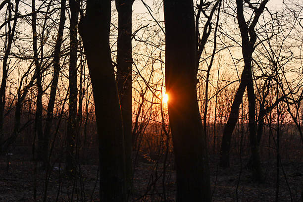 The photograph captures a forest landscape at sunset. The setting sun peeks through the dense tree trunks, creating a contrast between the dark silhouettes of the trees and the bright orange light.