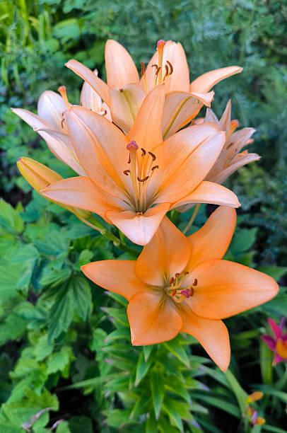 istock blooming red and orange lilies in the garden 2207894965