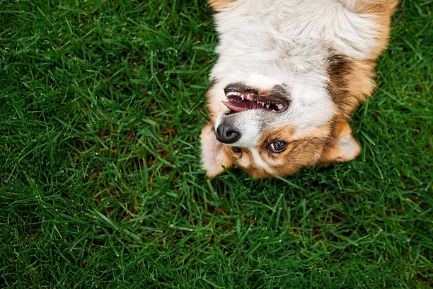 istock Welsh Corgi Playing Upside Down with Visible Teeth on Green Lawn 2207896174