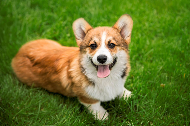 istock Welsh Corgi Lying on Green Grass Looking at Camera 2207896176