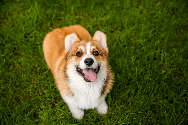 istock Welsh Corgi Dog with Happy Expression on Fresh Green Lawn 2207896186
