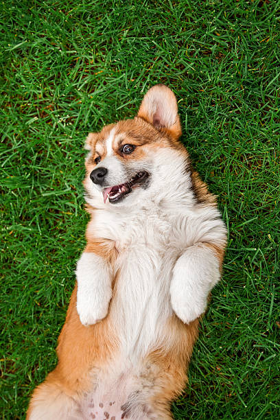 istock Welsh Corgi Dog Relaxing on Back in Lush Green Lawn 2207896189