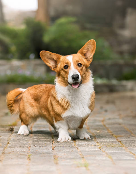 istock Welsh Corgi with Curious Head Tilt Sitting on Garden Walkway 2207896193