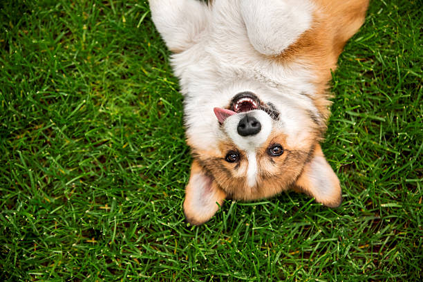 istock Adorable Welsh Corgi Completely Upside Down on Green Grass 2207896194