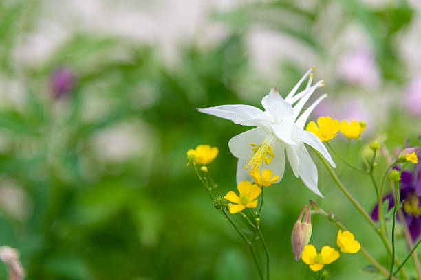 A stunning aquilegia flower stands out among vibrant yellow buttercups in a garden. This scene captures the essence of spring with lush greenery and colorful blooms reawakening.