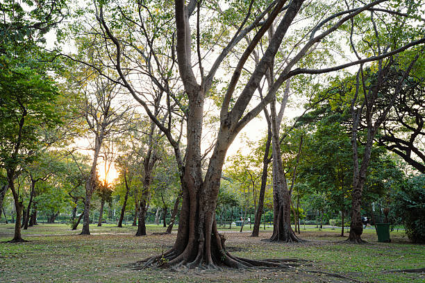 A wide landscape view of a grassy park with tall trees under an overcast sky, mixing lush green foliage with hints of reddish and brown autumn tones.