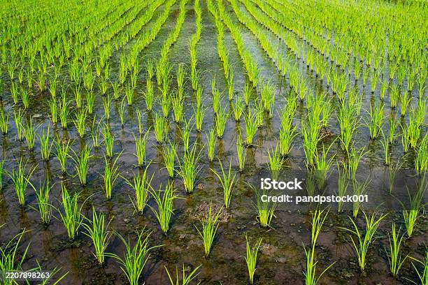 Rice Rice Plant Based Newly Planted Rice Plants In Rows In A Watered Rice Field Stock Photo ...