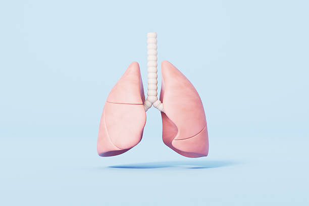 istock 3d rendering medical lungs in blue background 2207898435