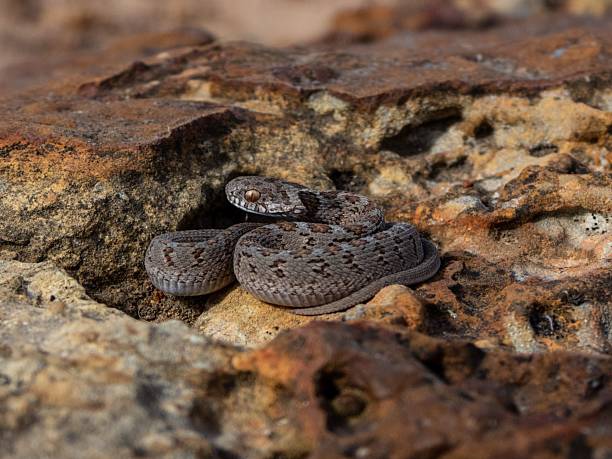 istock Snake Camouflaged on Rocky Terrain 2207900636