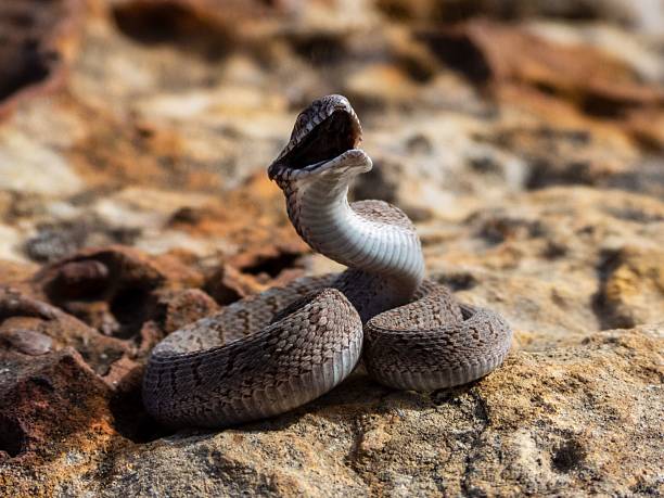 istock Close-up of a coiled snake on rocks. 2207900649
