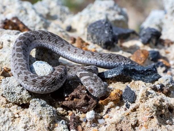 Western Hooknose Snake Line Natter - Free photo on Pixabay