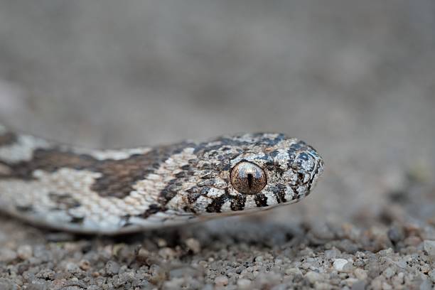 istock Close-up of a patterned snake head on gravel. 2207900719