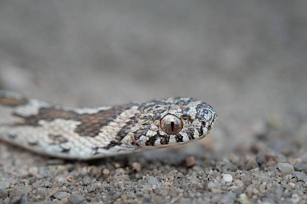 istock Close-up of a snake's head on sandy ground. 2207900732
