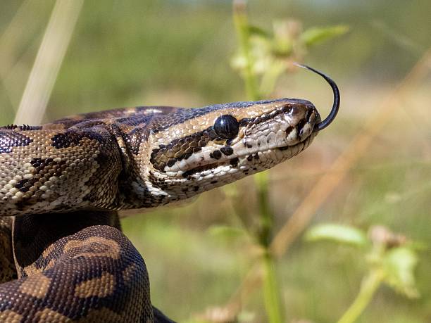 istock Close-up of a snake with forked tongue. 2207900766
