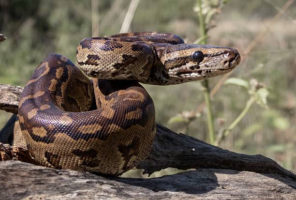 istock Close-up of a patterned snake on a tree branch. 2207900787