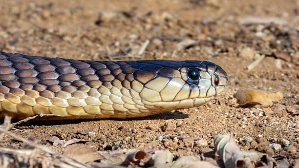istock Close-up of a snake on sandy ground. 2207901375