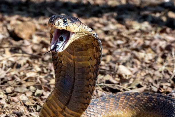 istock Close-up of a cobra with expanded hood. 2207901378