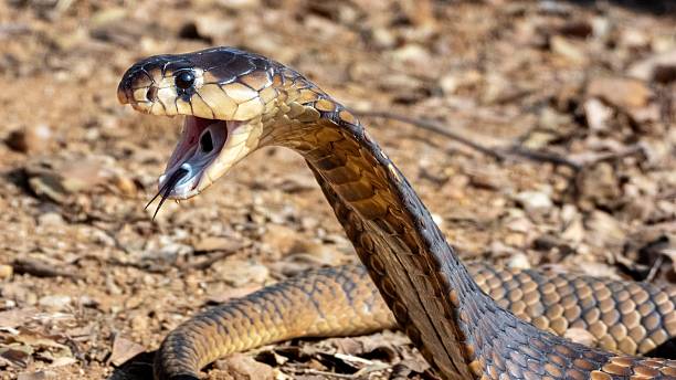 istock King Cobra in Natural Habitat 2207901382