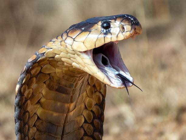 istock Cobra with Expanded Hood in Natural Habitat 2207901408