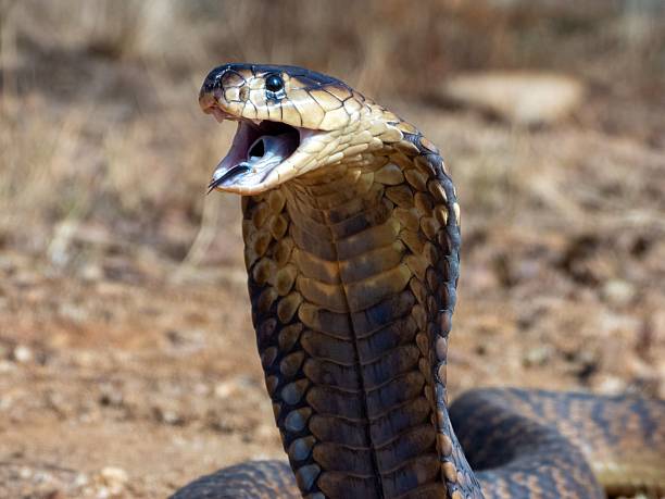 istock Close-up of a cobra with expanded hood. 2207901420