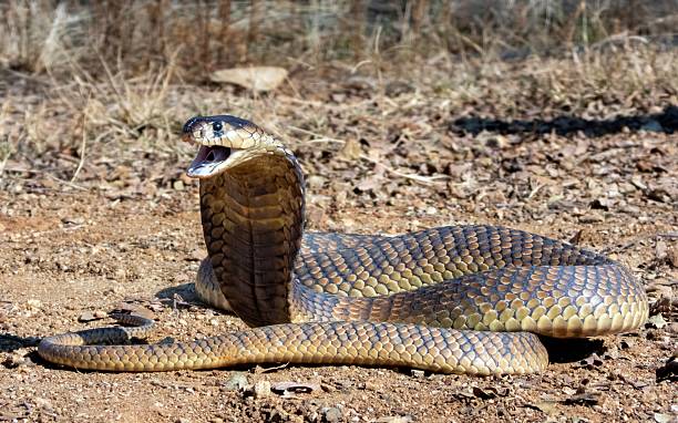 istock King Cobra with Expanded Hood in Natural Habitat 2207901438