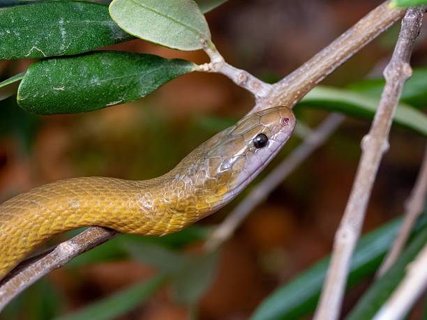 istock Snake on a Branch in Nature 2207901454