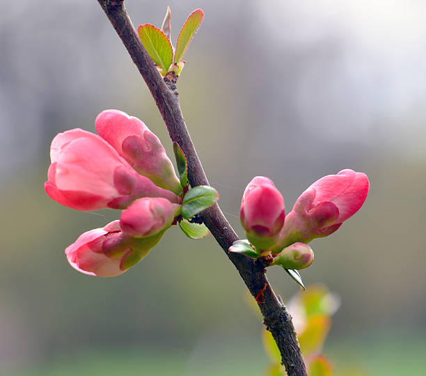 Japanese quince tree flowers in spring time