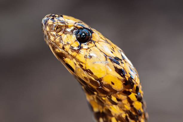 istock Vibrant Snake Head Close-Up 2207902436