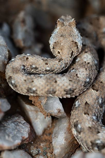 istock Snake camouflaged among rocks. 2207902454