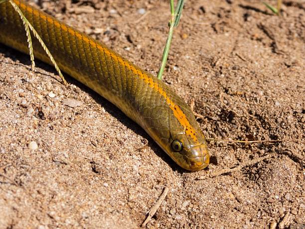 istock Yellow-bellied snake on sandy terrain 2207902572