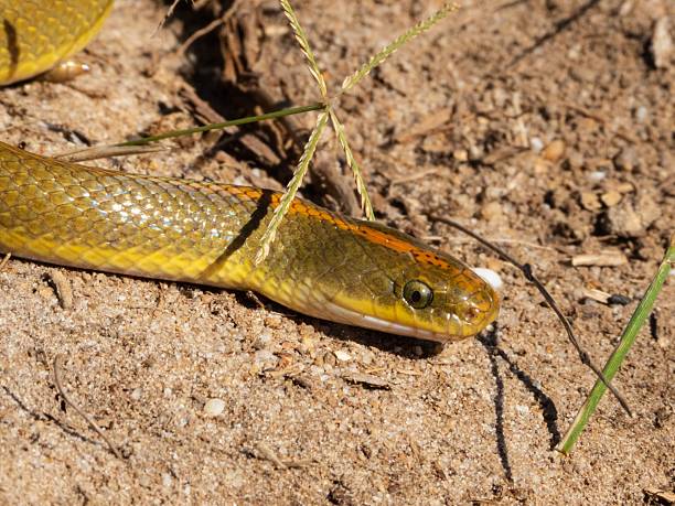 istock Close-up of a snake on sandy ground. 2207902594