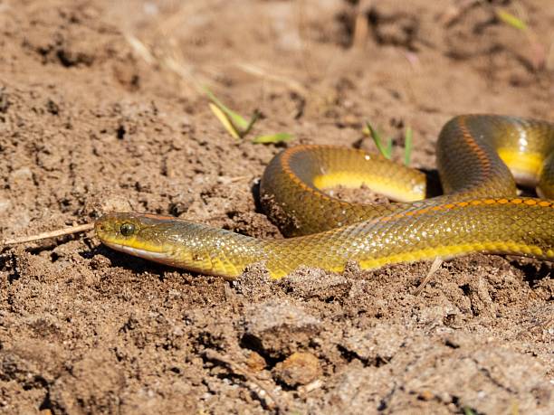 istock Close-up of a snake on dry soil 2207902638