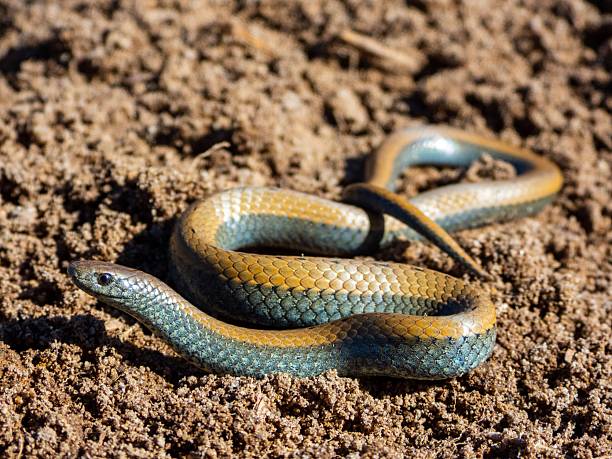istock Colorful snake on sandy ground 2207902683