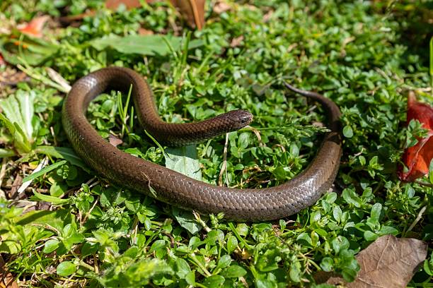 istock Brown snake in lush green grass 2207902711