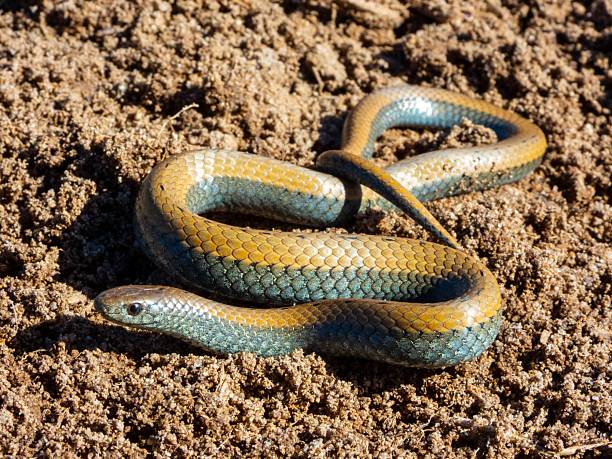 istock Yellow and Blue Snake on Sandy Ground 2207902739