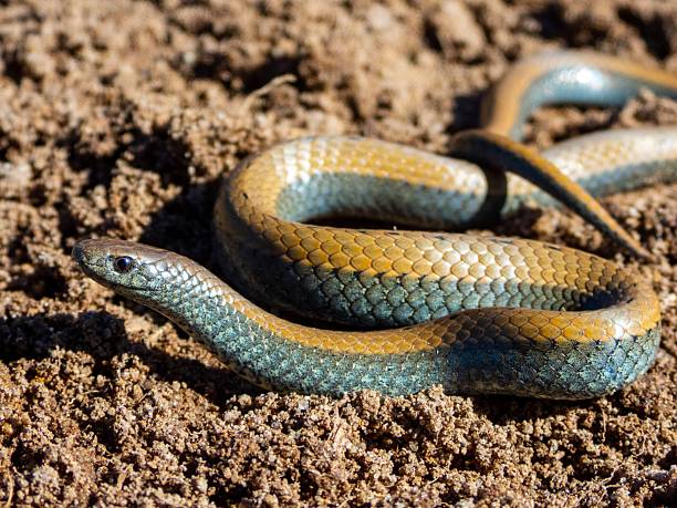 istock Snake with vibrant scales on sandy ground. 2207902784