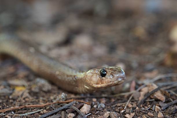 istock Close-up of a snake on forest floor. 2207903528