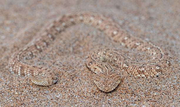 istock Horned viper camouflaged in desert sand. 2207903581
