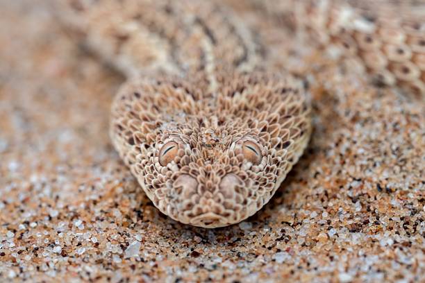 Close-up of a horned viper camouflaged in sandy desert terrain, showcasing its intricate scales and natural habitat.