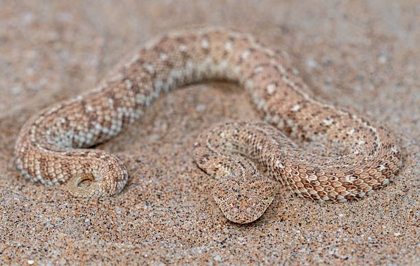 istock Horned viper camouflaged in desert sand. 2207903595