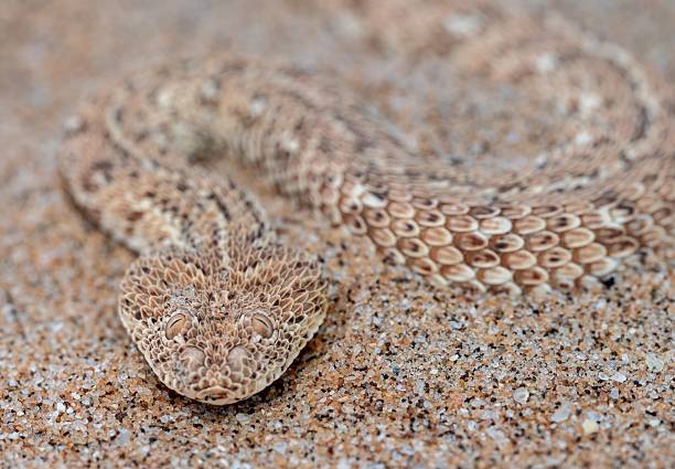 istock Horned Viper Camouflaged on Sand 2207903598