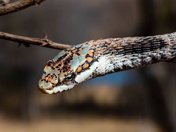 istock Colorful snake in natural habitat 2207903622