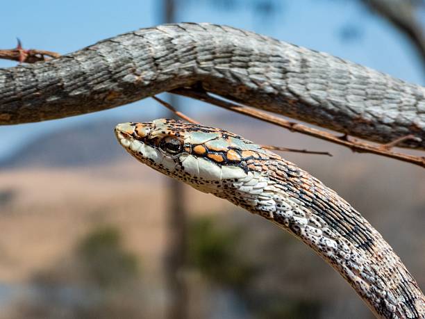 istock Close-up of a snake on a branch. 2207903626