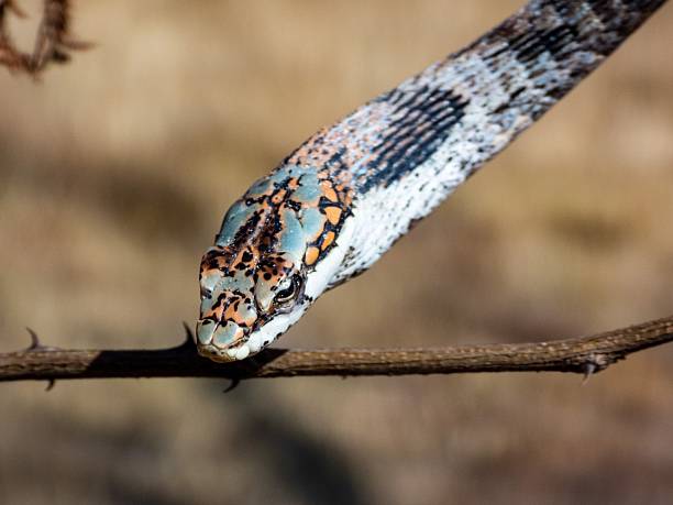 istock Close-up of a patterned snake on a branch. 2207903647