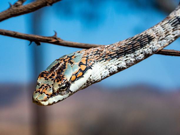istock Colorful snake on branch close-up. 2207903705