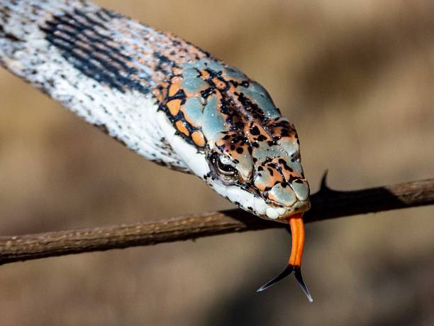 istock Colorful snake with orange forked tongue 2207903706