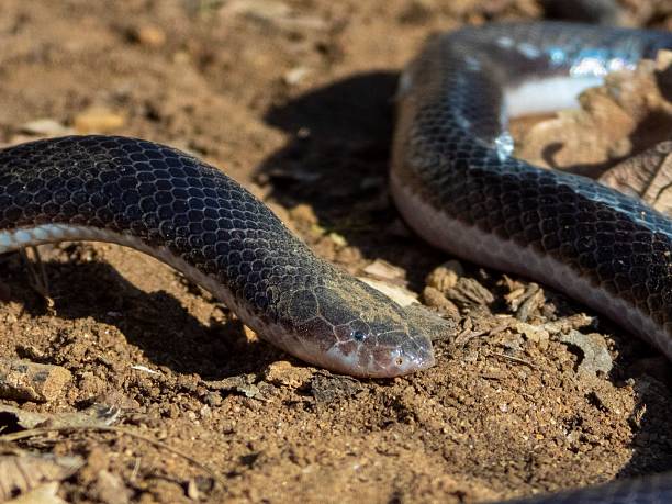istock Snake close-up on sunlit ground. 2207903711