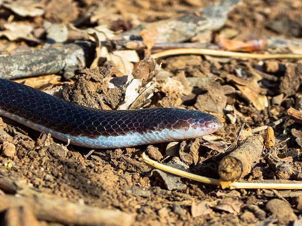 istock Snake on dry soil and leaves 2207903716