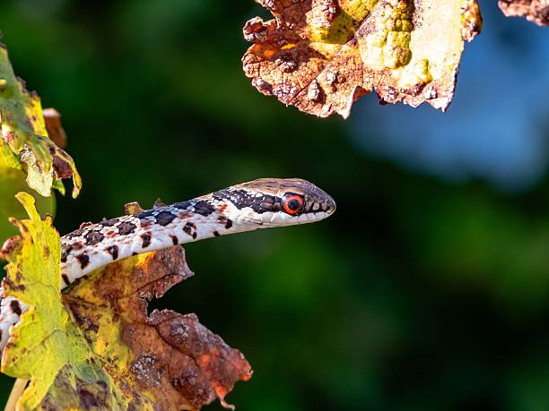 istock Snake with Red Eyes Among Autumn Leaves 2207903763